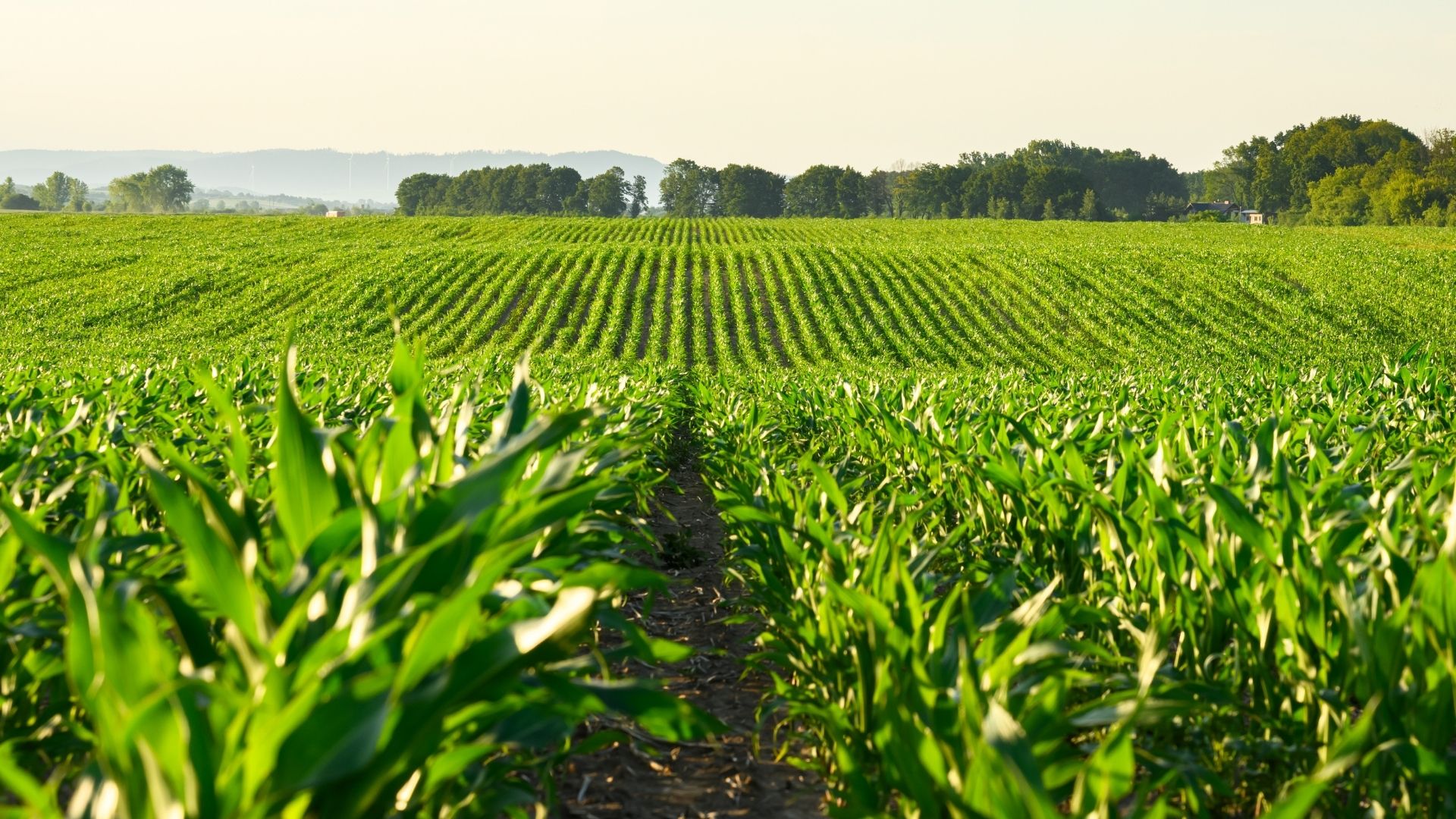 Which Farms and Crops Benefit Most